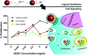 Graphical abstract: Size effect of human epidermal growth factor-conjugated polystyrene particles on cell proliferation