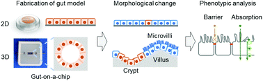 Graphical abstract: A simple three-dimensional gut model constructed in a restricted ductal microspace induces intestinal epithelial cell integrity and facilitates absorption assays