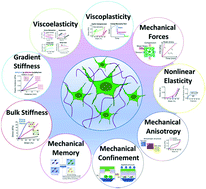 Graphical abstract: Progress in the mechanical modulation of cell functions in tissue engineering