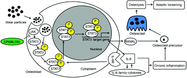 STAT3/IL-6 dependent induction of inflammatory response in osteoblast ...