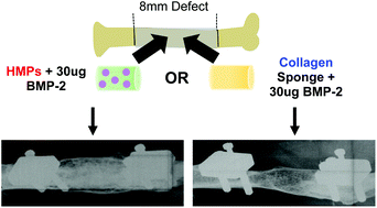 Graphical abstract: BMP-2 delivery strategy modulates local bone regeneration and systemic immune responses to complex extremity trauma