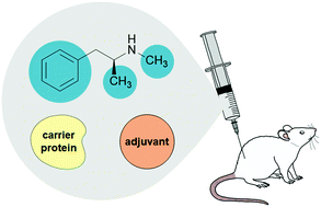 Graphical abstract: Immunopharmacotherapeutic advancements in addressing methamphetamine abuse