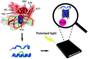 Graphical abstract: A short peptide that preferentially binds c-MYC G-quadruplex DNA