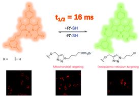 BODIPY based realtime, reversible and targeted fluorescent probes for ...