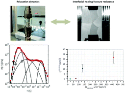 Graphical abstract: Linking interfacial work of deformation from deconvoluted macro-rheological spectrum to early stage healing in selected polyurethanes