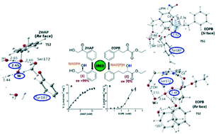 Graphical abstract: New insights into the stereospecific reduction by an (S) specific carbonyl reductase from Candida parapsilosis ATCC 7330: experimental and QM/MM studies