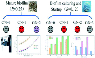 Graphical abstract: Effect of C/N on partial nitrification in an MBBR at low temperature