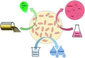 Graphical abstract: Encapsulation technology to improve biological resource recovery: recent advancements and research opportunities