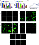 Graphical abstract: Lipophilic ferulic acid derivatives protect PC12 cells against oxidative damage via modulating β-amyloid aggregation and activating Nrf2 enzymes