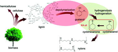 Graphical abstract: Two-step conversion of Kraft lignin to nylon precursors under mild conditions