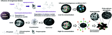 Graphical abstract: Mechanisms and modelling of phosphorus solid–liquid transformation during the hydrothermal processing of swine manure