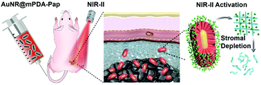 Graphical abstract: A synergistic optical strategy for enhanced deep-tumor penetration and therapy in the second near-infrared window