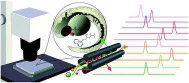 Graphical abstract: In-plate toxicometabolomics of single zebrafish embryos