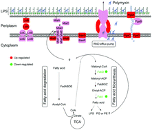 Graphical abstract: Pan-transcriptomic analysis identified common differentially expressed genes of Acinetobacter baumannii in response to polymyxin treatments