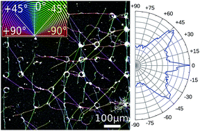 Graphical abstract: Neurite guidance and neuro-caging on steps and grooves in 2.5 dimensions