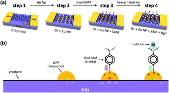 Gold nanoparticle-mediated non-covalent functionalization of graphene ...