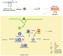 Graphical abstract: Chemosensitivity enhanced by autophagy inhibition based on a polycationic nano-drug carrier