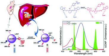 Graphical abstract: Real-time monitoring and accurate diagnosis of drug-induced hepatotoxicity in vivo by ratio-fluorescence and photoacoustic imaging of peroxynitrite