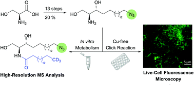 Graphical abstract: Azidosphinganine enables metabolic labeling and detection of sphingolipid de novo synthesis