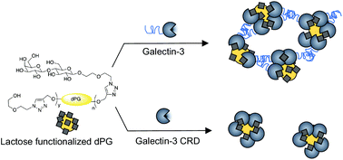 Graphical abstract: Protein aggregation nucleated by functionalized dendritic polyglycerols