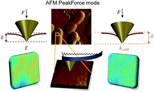 Fast automated processing of AFM PeakForce curves to evaluate spatially ...