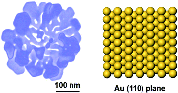 Graphical abstract: One-pot synthesis of corolla-shaped gold nanostructures with (110) planes