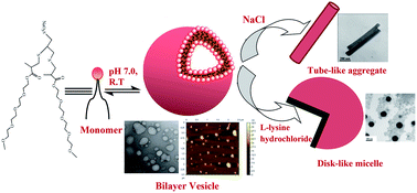 Graphical abstract: Thermodynamically stable vesicle formation of biodegradable double mPEG-tailed amphiphiles with sulfonate head group