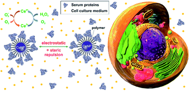 Graphical abstract: Colloidal stability and catalytic activity of cerium oxide nanoparticles in cell culture media