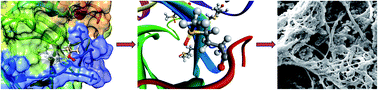 Graphical abstract: Modulation of amyloid fibrillation of bovine β-lactoglobulin by selective methionine oxidation