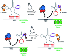 Graphical abstract: Photochemical control of bacterial gene expression based on trans encoded genetic switches