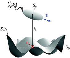 Graphical abstract: Microswimmers near corrugated, periodic surfaces