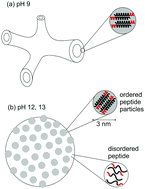 Alpha helical surfactant-like peptides self-assemble into pH-dependent ...