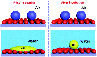 Graphical abstract: Is superhydrophobicity equal to underwater superoleophilicity? Hydrophilic wetting defects on a superhydrophobic matrix with switchable superdewetting in both air and water