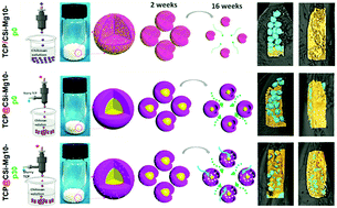 Graphical abstract: Biphasic ceramic biomaterials with tunable spatiotemporal evolution for highly efficient alveolar bone repair