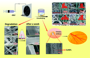 Graphical abstract: Fibro-porous PLLA/gelatin composite membrane doped with cerium oxide nanoparticles as bioactive scaffolds for future angiogenesis