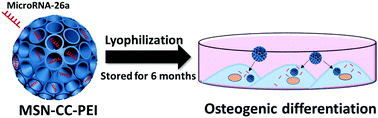 Graphical abstract: Efficient transfection and long-term stability of rno-miRNA-26a-5p for osteogenic differentiation by large pore sized mesoporous silica nanoparticles