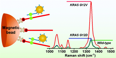 Graphical abstract: Highly specific detection of KRAS single nucleotide polymorphism by asymmetric PCR/SERS assay