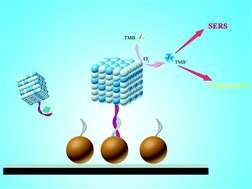 Graphical abstract: A sensitive and simple competitive nanozyme-linked apta-sorbent assay for the dual-mode detection of ochratoxin A