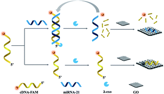 Graphical abstract: A signal-on fluorescence-based strategy for detection of microRNA-21 based on graphene oxide and λ exonuclease-based signal amplification