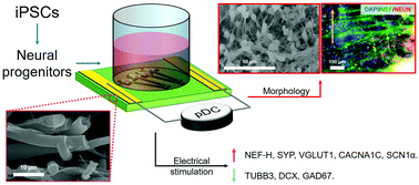 Graphical abstract: Electrical stimulation of neural-differentiating iPSCs on novel coaxial electroconductive nanofibers