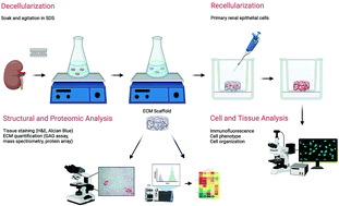 Graphical abstract: Decellularization of porcine kidney with submicellar concentrations of SDS results in the retention of ECM proteins required for the adhesion and maintenance of human adult renal epithelial cells