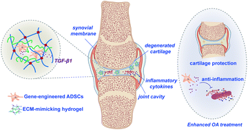 Graphical abstract: Injectable hydrogel mediated delivery of gene-engineered adipose-derived stem cells for enhanced osteoarthritis treatment