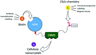 Graphical abstract: A tripartite carbohydrate-binding module to functionalize cellulose nanocrystals