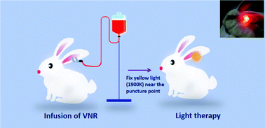 Graphical abstract: The effect of a low-color-temperature-based yellow light source on the prevention of phlebitis induced by chemotherapy