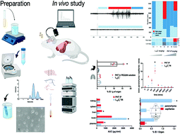 Graphical abstract: Intranasal delivery of phenytoin-loaded nanoparticles to the brain suppresses pentylenetetrazol-induced generalized tonic clonic seizures in an epilepsy mouse model