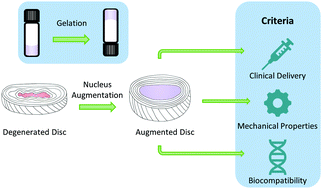 Graphical abstract: Evaluation of injectable nucleus augmentation materials for the treatment of intervertebral disc degeneration