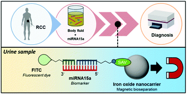 Graphical abstract: High efficiency capture of biomarker miRNA15a for noninvasive diagnosis of malignant kidney tumors