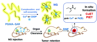 Graphical abstract: Copper (α)/cis-platinum-loaded nanogels as an adjuvant potentiate disulfiram's antitumor efficacy