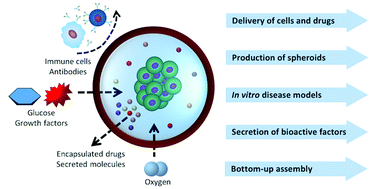 Graphical abstract: Core–shell microcapsules: biofabrication and potential applications in tissue engineering and regenerative medicine