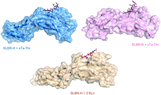 Graphical abstract: Molecular recognition of sialoglycans by streptococcal Siglec-like adhesins: toward the shape of specific inhibitors